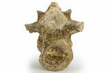 Triassic Fossil Synapsid (Dimetrodon) Vertebra - Texas #315766-3